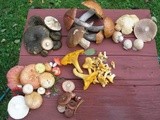 Food From the Forest - 2:  Wild Mushrooms (Mushroom salad, Spinach-Chanterelles Soup, Mushroom  Burger )