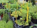 Fresh herbs series: Lemon Thyme