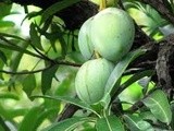 Avakkai Pickle/  Andhra Style Spicy Mango Hot