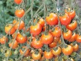 Quiche aux Tomates Cerises du Jardin