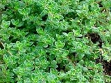 Thyme Crackers- أقراص زعتر أخضر