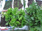 Bag of Salad Greens: Yes, Grow Salads In a Bag Of Soil