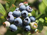 Tips for Blueberry Picking & a Recipe for Raw Peach Tart with Blueberry Coconut-Ginger Cream (gf, df, Paleo)