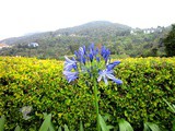 Wordless Wednesday ~ Beautiful Flowers in Cameron Highlands