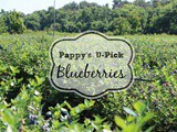 Pappy’s u-Pick Blueberries