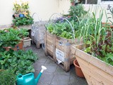 A Kitchen Garden Diary: October 2012