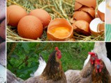 Yellow Egg White? – Answers to Common Egg Questions