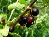 Blackcurrants and black oxen