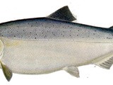 Copper River Catch - King Salmon