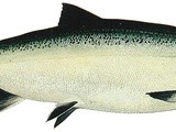 Copper River Salmon - Coho Salmon