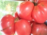 Old fashioned tomato conserve