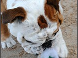 Beach & Lily + Weekly Menu