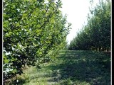 {Nearly} Wordless Wednesday: Apple Picking