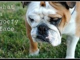 No food, just dog