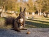 Punk Squirrels Being Trained for Illegal Walnut Trafficking