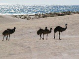 Travel Australia…Lancelin the home of pure white sand…and Ostriches