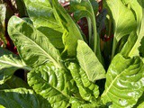 How to Freeze and Eat Swiss Chard