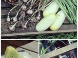 Savvy Garden 2013: Zucchini
