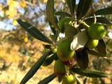 Olio di oliva: classificazione e differenze. Ecco perché non è tutto uguale