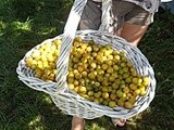 Confiture de mirabelle à la vanille