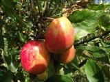 Crab Apple and Chilli Jelly