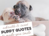 Puppy Quotes to Make You Smile