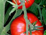 Pizza Sauce