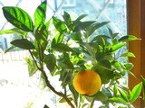 24 Great Ideas for Citrus Peels