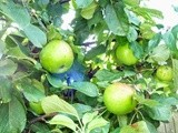 A Glut of Apples