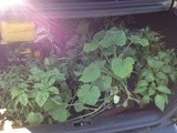 A Trunk Full of Plants & a Backseat Full of Peat