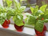 A Wonderful Recipe: Fresh Basil Plants 12 for $2.50