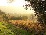 Provence – The Light