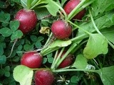 Gardening today and i have pictures and radishes to prove it