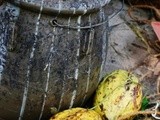 Cocoa Tea a Raw Food Recipe Worth Remembering