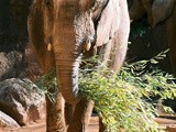 How To Go Vegan From An Elephant’s Perspective