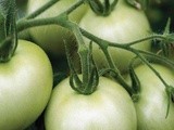 Fall green tomatoes: Tips, Recipes and Nutrition