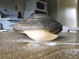 Clam Eating Salt viral video