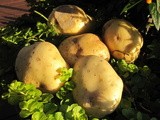 Roasted Mustard Potatoes