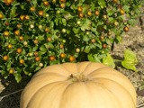 How to Make Fresh Pumpkin Puree