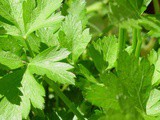 Parsley Substitute: What Are The Best Herb Replacements For Parsley