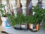 Container Herb Garden with Recycled Plastic Containers