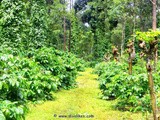 The Beauty Of Nature At Coorg