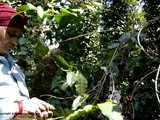 From Bush to Bean: Indian Coffee Part 2