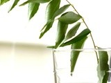 Heavenly Curry Leaves