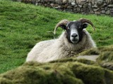 Cooking lamb in two shakes of its tail