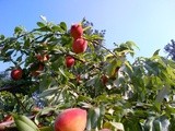 “Pick Your Own” Fruit Orchards…a Fun Time