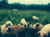 Let’s Talk About Pigs