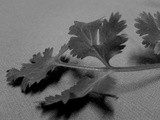 Black and White Wednesday - Coriander Leaf