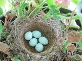 House Finch Nests