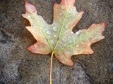 Leaf After Rain